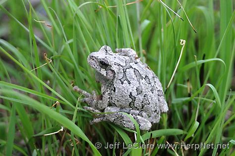 Eastern Gray Treefrog (Hyla versicolor) | Amphibians and Reptiles ... Grey Tree Frog, Alien Dragon, Gray Tree Frog, Monster Alien, Elephant Photography, Green Tree Frog, Black Jaguar, Tree Frog, Tree Frogs