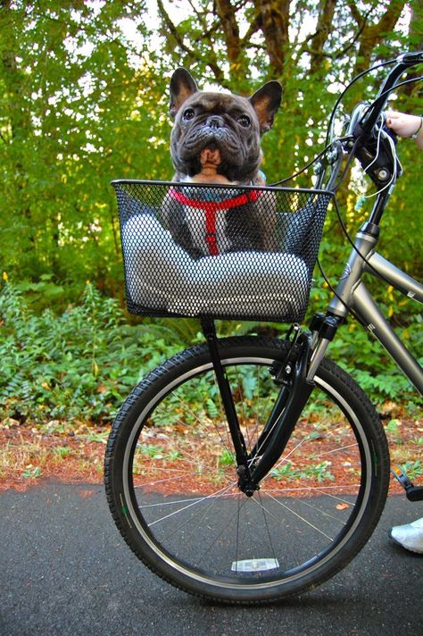 dont just want but NEED Dog Bike Carrier, Dog Bike Basket, French Bulldog Facts, Biking With Dog, Dog Basket, Cat Kids, Dog Carrier, Pet Carriers, Dog Care