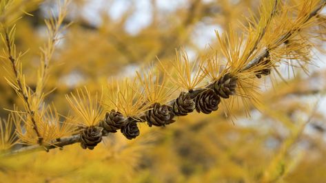 How to grow a tamarack tree: expert advice for colorful conifers | Landscaping With Evergreens, Tamarack Tree, Drought Tolerant Trees, Garden Decoration Ideas, Bald Cypress, Organic Mulch, Fast Growing Trees, Peat Moss, Free Plants