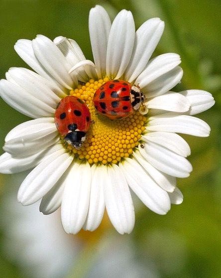 ✖️Ladybugs/ Lady Birds✖️No Pin Limits✖️More Pins Like This One At FOSTERGINGER @ Pinterest✖️ Ladybug Art, Daisy Love, Beautiful Bugs, Airbrush Art, Bugs And Insects, Beautiful Nature Wallpaper, Flower Pictures, Nature Wallpaper, Flowers Photography