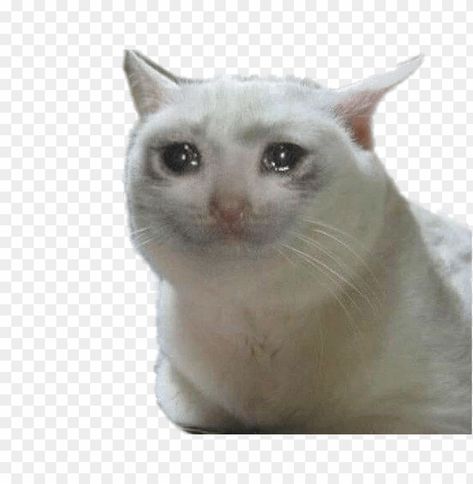 Meme Png, Cat Transparent Background, Crying Reaction, Cat Png, Scared Meme, Cat Mem, Image Meme, Cat Crying, Cat Work