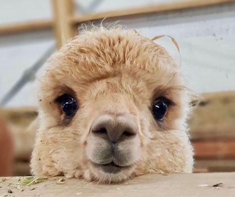 Farmcore Aesthetic, Cute Alpaca, Very Funny, Alpaca, Funny, Animals