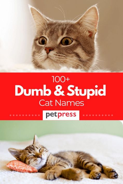 Some cats are always doing something silly that will make you laugh. And if you want to name him/her with a dumb cat names, here we’ve compiled the complete dumb and stupid cat name ideas for you. Ginger Cat Names, Silly Kittens, Cat Name Ideas, Unique Cat Names, Funny Cat Names, Silly Names, Cute Cat Names, Weird Names, Funny Names