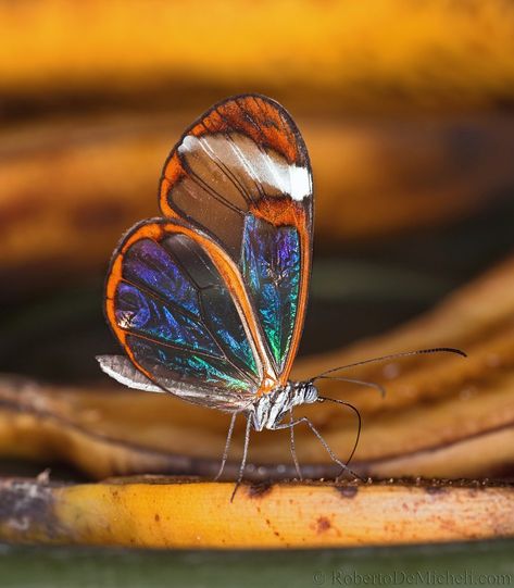 Glasswing Butterfly, Insect Wings, Dragon Flies, Butterfly Species, Cool Bugs, Pocket Pet, Diy Butterfly, Beautiful Bugs, Butterfly Pictures