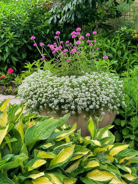 Companion Planting for Hostas: Your Guide to Pest-Free, Beautiful Shade Gardens Gomphrena Flowers, Easiest Flowers To Grow, Flowers In Pots, Pots Plants, Globe Amaranth, Hosta Gardens, Planting Design, Growing Pumpkins, Hosta Plants