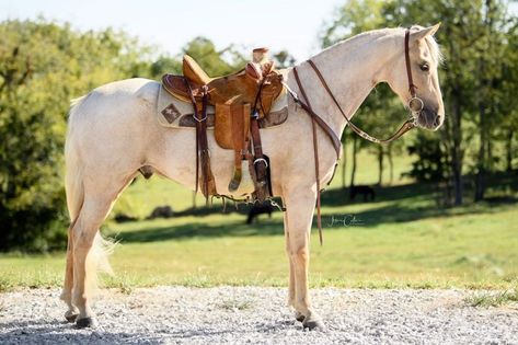 Horse For Sale, Tennessee Walking Horse, Walking Horse, Dream Horse, Types Of Horses, Horse Pattern, Horses For Sale, Trail Riding, Horse Coloring