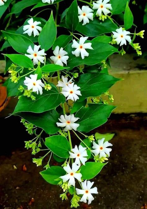 Parijatak Flower, Jasmine Bush, Jasmine Tree, Round Mehndi, Pretty Flowers Photography, Flower Aesthetics, Jamini Roy, Money Wallpaper Iphone, Jasmine Plant