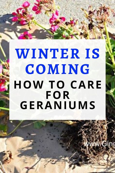 How To Keep Geraniums Over Winter, Over Winter Geraniums, Wintering Geraniums Indoors, How To Winter Geraniums, How To Store Geraniums Over Winter, How To Over Winter Geraniums, How To Winterize Geraniums, How To Save Geraniums Over Winter, Wintering Geraniums Plants