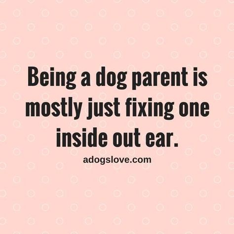 Australian Shepherd Husky, Crazy Dog Lady, Dog Lady, Dog Parents, Dog Mama, Crazy Dog, Pet Treats, Animal Quotes, Dog Quotes