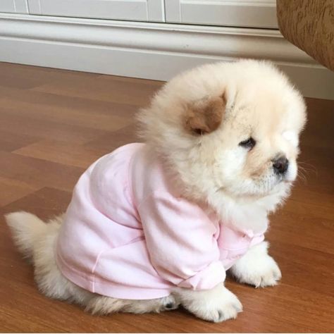 the most adorable chow chows are always the dogis 🐕 with the highest quality pet owners. Chow Chow Aesthetic, Baby Chow Chow, Chow Chow Dog Puppy, Chow Chow Puppies, Perros Chow Chow, Chow Puppies, Baby Animals Cute, Cute Fluffy Dogs, Chow Chow Puppy