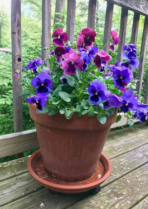 Pansies Potted, Pansy Flowers Pots, Pansies In Containers, Winter Container Gardening, Spring Planter, Patio Flowers, Flower Pots Outdoor, Outdoor Flowers, Spring Bulbs