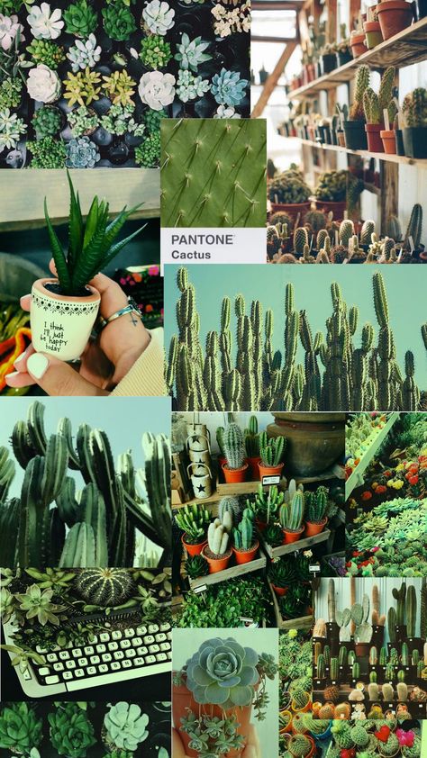 Cactus Background Aesthetic, Green Cactus Aesthetic Wallpaper, Cactus Wallpaper Iphone Aesthetic, Wallpaper Kaktus Aesthetic, Aesthetic Wallpaper Cactus, Green Cactus Aesthetic, Cactus Aesthetic Wallpaper, Cactus Wallpaper Aesthetic, Aesthetic Cactus Wallpaper