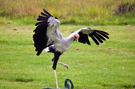 Meet The Snake-Killing Kung Fu Bird | IFLScience - photo credit: According to the lead researcher, this bird is like a "ninja eagle on stilts." Jason Shallcross Sagittarius Serpentarius, Secretary Bird, Animal Hunting, Maned Wolf, Fox Dog, Bird Stamp, Bird Hunting, Africa Safari, Big Bird