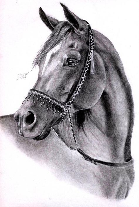 Arabian Horse Art, Horse Art Drawing, Horse Sketch, Horse Artwork, Horse Tattoo, Horse Drawing, Horse Drawings, Art Diary, Equine Art