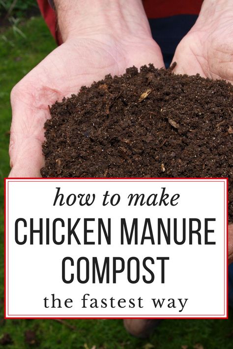 How to make the BEST chicken manure compost, really quickly. Garden-ready in just 18 days! Composting Chicken Manure, Chicken Moat Around Garden, Chicken Compost, Chicken Manure Compost, Chicken Composting, Manure Composting, Raising Turkeys, Urban Chicken Farming, Chicken Manure