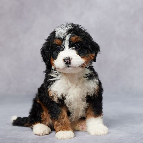 Mini Bernedoodle | Grandeur Valley Puppies Bougie Dog, Mini Bernese Mountain Dog, Bernedoodle Mini, Bernese Mountain Dog Puppy, Mini Bernedoodle, Bernedoodle Puppy, Dog Essentials, Pet Ideas, Puppy Stuff