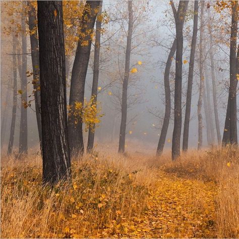 🇧🇬 Misty autumn woods (Bulgaria) by Svetoslav Georgiev 🍂 Paint Practice, Misty Autumn, Wood Landscape, Autumn Woods, Wooded Landscaping, Fall Forest, Coffee Truck, Copper Glass, Woodland Forest