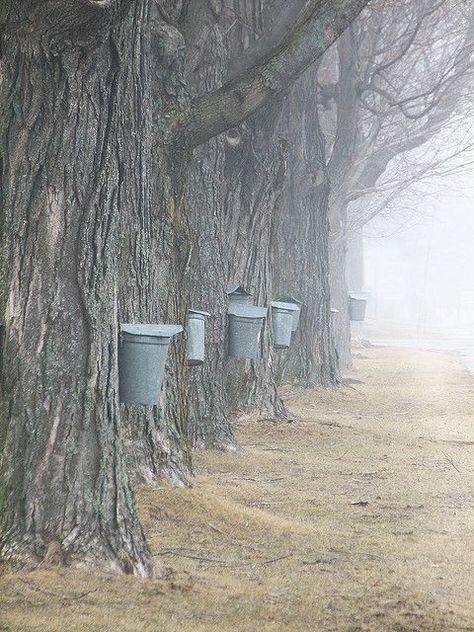 New Hampshire maple syrup Tree Tapping, Foggy Day, New England States, Cleaning Tricks, Sugar Maple, Down On The Farm, Maple Tree, Clever Ideas, Buckets