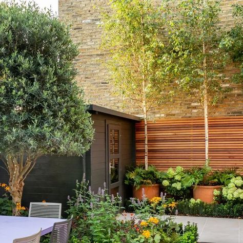 The Distinctive Gardener on Instagram: "Let's talk about trees in pots! In this design, we disguised the huge expanse of brick wall at the rear of this city courtyard garden by planting three single stemmed Silver Birch trees in large terracotta pots. Hydrangeas and ferns are also planted in the bed itself as well as at the base of the pots. And a tip for ongoing tree care for trees in pots, add @carbon_gold_biochar tree fertiliser to the base of the tree in year 2. This will keep the trees in t City Courtyard, Trees In Pots, Large Terracotta Pots, About Trees, Small Courtyard, Courtyard Gardens, Arizona House, Small Courtyard Gardens, Garden Inspo