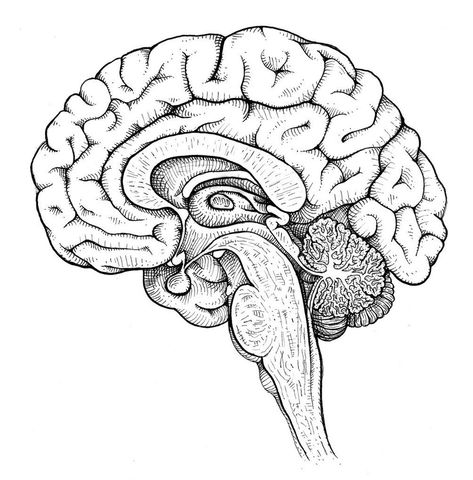 Human Organ Sketches, Brain Sketch Anatomy, Human Brain Drawing Anatomy, Drawing Of The Brain, Realistic Brain Drawing, Easy Brain Drawing, Brain Diagram Drawing, Brain Drawing Anatomy, Human Brain Sketch