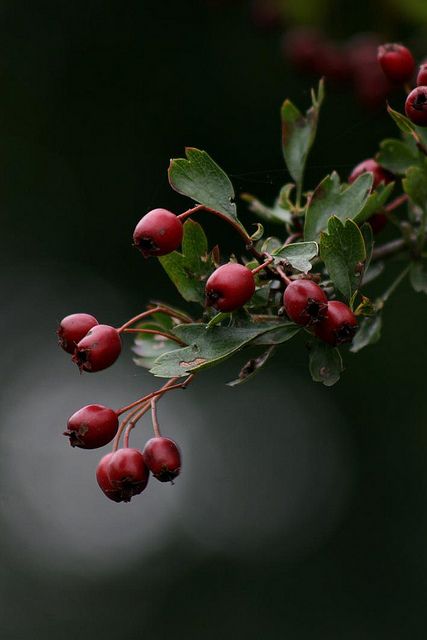 ♥ Hawthorn berries Hawthorn Berries, Hair Cuticle, Hawthorn Berry, Hair Strands, Fruit Photography, Tree Photography, Airbrush Art, Wild Food, Foto Art