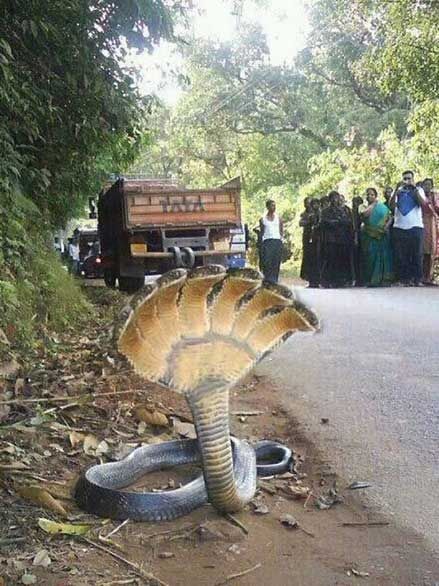 A photo of a seven-headed snake is merely a digitally-altered photo of a regular snake. It has been circulating for a couple of years showing three, five, and seven heads.   The original photo shows a regular one-headed snake. Unusual Animals, Rare Animals, Reptiles And Amphibians, 판타지 아트, Weird Animals, Weird And Wonderful, An Animal, Amphibians, Beautiful Creatures