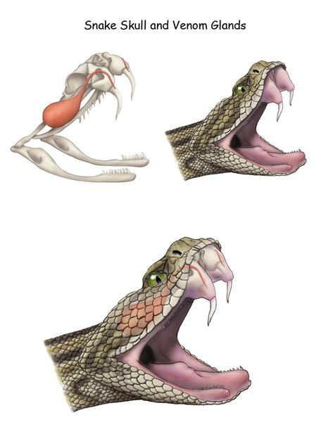 Rattlesnake venom glands by silvercrossfox on DeviantArt Solar Lights Ideas, Solar Lights Ideas Outdoor, Snake Illustration, Snake Drawing, Lights Ideas, Snake Tattoo Design, Animal Anatomy, Snake Art, Drawing Heads