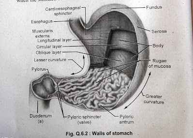 Structure And Function of Stomach - SEY B PHARMA Gastric Juice, Digestive Juice, Structure And Function, Human Anatomy And Physiology, Anatomy And Physiology, Human Anatomy, Food Store, Anatomy, Juice