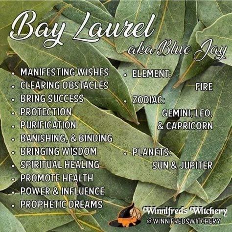 Burning Bay Leaves, Bay Laurel, Eclectic Witch, Magical Herbs, Herbal Magic, Bay Leaf, Witchy Stuff, Bay Leaves, Wish Come True