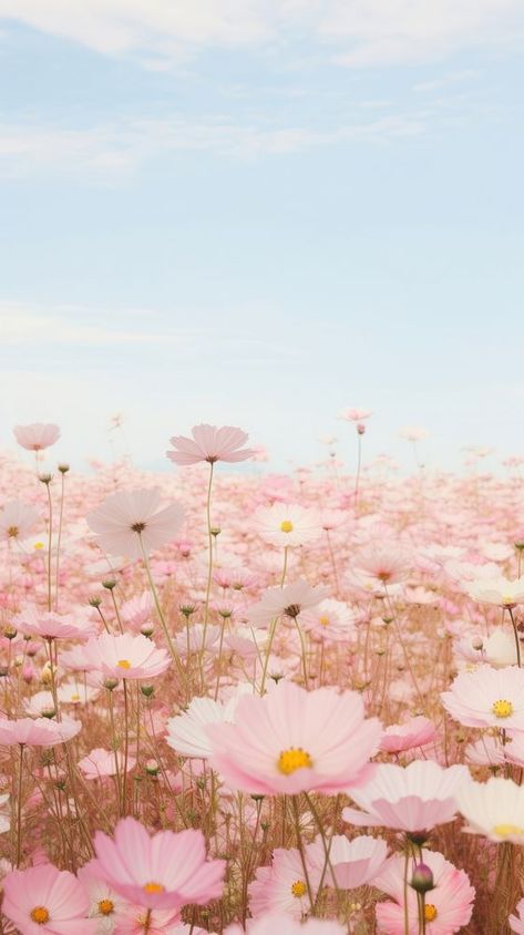 Soft Pink Pictures, Flower Field Wallpaper, Aesthetic Farm, Christening Decorations, Field Wallpaper, Pink Nature, Wallpaper Iphone Summer, Cute Backgrounds For Phones, Pretty Landscapes