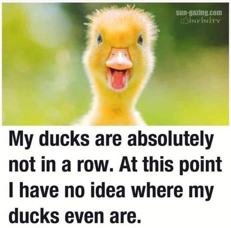 Thoughts on …… | My Second Plan A Sun Gazing, Ducks In A Row, Reality Bites, Duck Pond, Funny Duck, Animal Quotes, Laughing So Hard, Funny Signs, Ducks