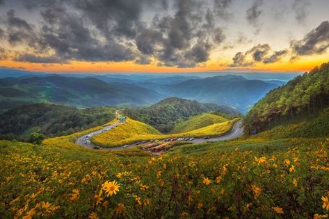 Mae Hong Son, South Sulawesi, Most Beautiful Flower, Inspired Photos, Mexican Sunflower, East Java, Visit Thailand, Sunflower Field, Northern Thailand