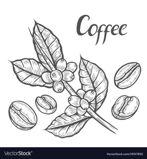 Coffee Plant Drawing, Plant Drawing Easy, Seed Illustration, Coffee Bean Art, Mural Cafe, Coffee Artwork, Plant Clips, Branch Vector, Coffee Tattoos