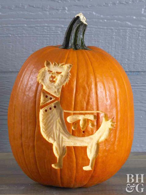 Your new favorite animal makes for the cutest carved pumpkin. Let your Halloween pumpkin decorations match your llama decor by using our free pumpkin carving stencil! Use a scraping tool to create the llama design, then use a drill to add embellishments to make this pumpkin extra festive. Scraped Pumpkin Carving, Pumpkin Scraping Ideas, Matching Pumpkin Carving Ideas, Drilled Pumpkin Designs, Llama Pumpkin, Animal Pumpkin, Pumpkin Carving Stencil, Printable Pumpkin Stencils, Pumpkin Carving Stencils Free