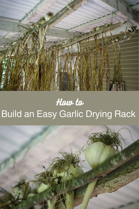 A simple and easy way to dry and preserve your garlic harvest wilst maintaining airflow. This method preserves space by hanging to dry. Garlic Drying Rack Diy, Hanging Garlic To Dry, Garlic Curing Rack, Drying Garlic Bulbs, Drying Garlic Hanging, Garlic Drying Rack, Garlic Drying, Hanging Garlic, Garlic Hanging