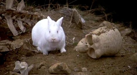 Rampaging bunnies are attacking cars in Denver "“We just want our land back,” says a guerilla bunny, who would not give her name because we made her up... Monty Python Rabbit, Rabbit Of Caerbannog, Bunny Meme, Monty Python Flying Circus, Evil Bunny, Fear Of Flying, British Comedy, Monty Python, King Arthur