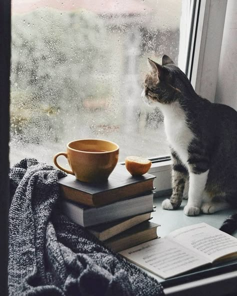 Cozy Rainy Day, Tea And Books, Cozy Aesthetic, Cat Books, Coffee And Books, Cat Coffee, Book Photography, 귀여운 동물, Rainy Days