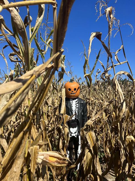 Person with a pumpkin head and skeleton outfit standing in a corn field Fraidy Cat, Fall Board, Fall Boards, Building Aesthetic, Spooky Szn, Corn Maze, Rhythm Games, Maize, Project Sekai