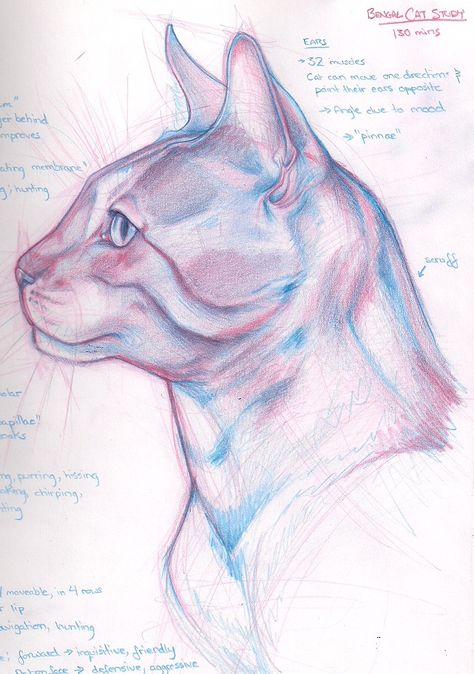 Cat Face Anatomy, Anatomy Art Study, Cat Face Reference, Fursona Reference, Side View Drawing, Animal Studies, Profile Drawing, Anatomy Sculpture, Cat Anatomy