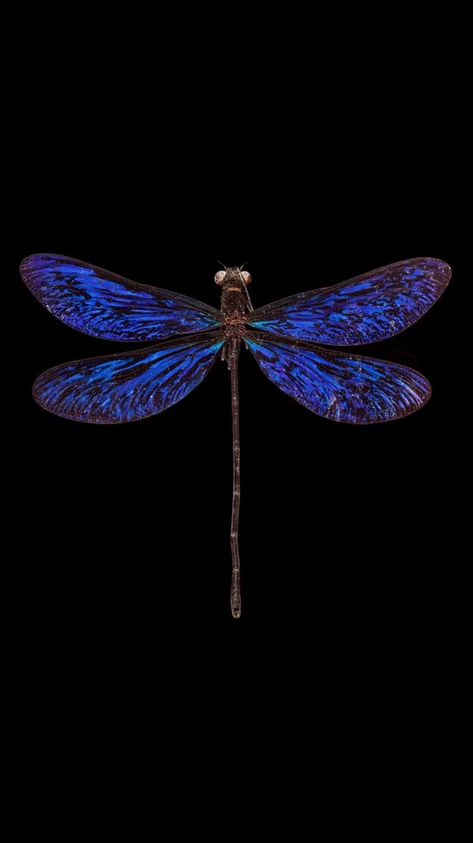 Dragonfly Wallpaper Aesthetic, Pretty Insects, Dragonfly Wallpaper, Simple Wallpaper, Pretty Backgrounds, Animal Illustrations, Beautiful Wallpapers Backgrounds, Phone Wallpaper Images, Simple Wallpapers