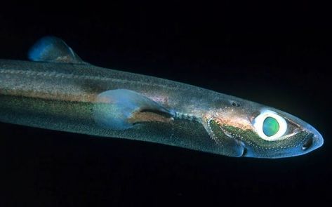 Lantern Shark, Weird Sharks, Grey Reef Shark, Types Of Sharks, Cool Sharks, Species Of Sharks, Small Shark, Shark Family, Reef Shark