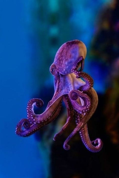 Octopus Photography, Octopus Photos, Octopus Vulgaris, Octopus Pictures, Octopus Drawing, Octopus Illustration, Sea Sculpture, Underwater Sea, Octopus Art