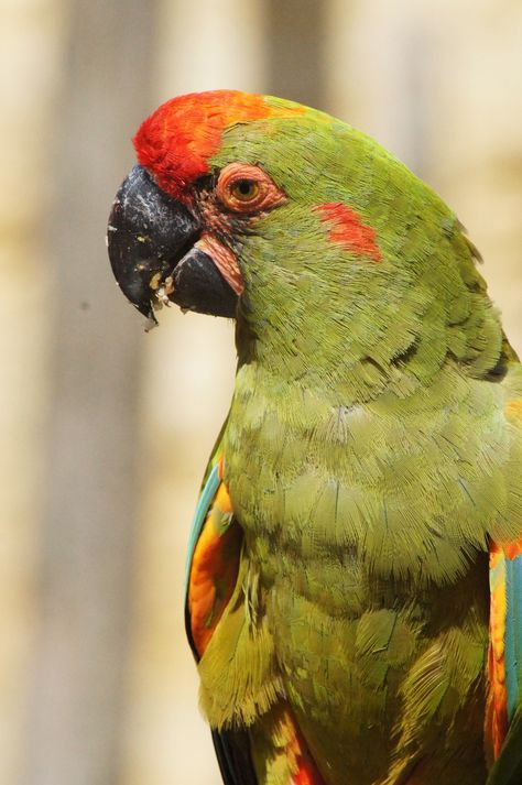 https://flic.kr/p/xesgW4 | Ara de Lafresnaye (Ara rubrogenys) | Red-fronted macaw Rotohrara  Bioparc de Doué, Doué-la-Fontaine (France) - Septembre 2015 Living Things, Parrot, Birds, France, Red, Animals, Art