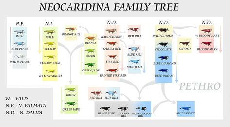 I've always found this chart to be quite helpful, and it never hurts having this on hand for reference if needed. Rainbow Shrimp, Neocaridina Shrimp, Pet Shrimp, Red Cherry Shrimp, Cherry Shrimp, Nano Aquarium, Shrimp Tank, Red Chocolate, Fish Tank Plants