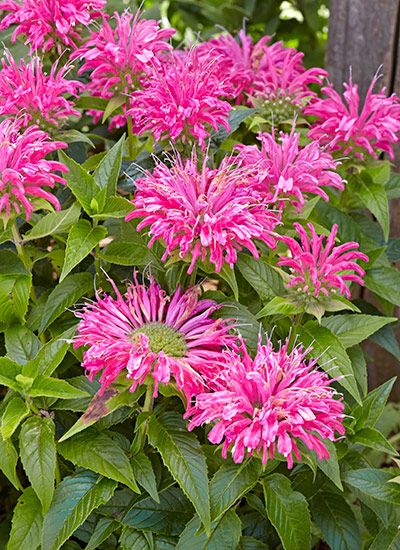 10 Long-Blooming Perennials: Want a colorful garden that lasts through the seasons? These 10 long-blooming perennials will keep your garden looking colorful from spring to fall. Long Blooming Perennials Sun, Blooming Perennials, Garden Notes, Garden Perennials, Pink Plants, Front Yard Plants, Long Blooming Perennials, Peaceful Garden, Fall Planting