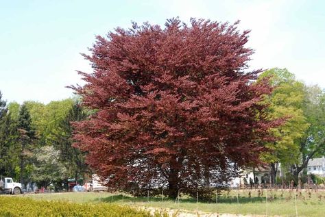 Why medium size trees are best for eastern Idaho landscapes - East Idaho News Broken Clouds, Landscape Plants, Blooming Trees, Large House, Large Yard, Madison County, Leaf Coloring, Landscaping Plants, Outdoor Art