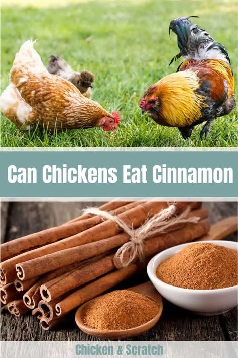 Can Chickens Eat Cinnamon? (Nutrition, Benefits & Feeding Tips) Dust Bath For Chickens, Cinnamon Healthy, Cinnamon Chicken, Cinnamon Benefits, Chicken Farming, Dust Bath, Chicken Health, Chicken Eating, Chicken Treats