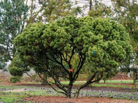 Versatile Mugo Pines, Pruning Dwarf Trees and Beautiful Yard Landscaping Ideas Japanese Black Pine Tree, Mugo Pine, Garden With Flowers, Pinus Mugo, Architectural Plants, Conifer Trees, Gravel Garden, Beautiful Yards, Big Plants