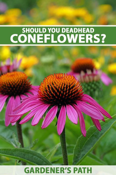 Coneflowers Perennial Gardens, Zone 3 Perennials, Coneflower Landscaping, Wonderland Backyard, Modern Garden Landscape, Fall Planting Perennials, Coneflower Garden, Big Gardens, Deadheading Flowers