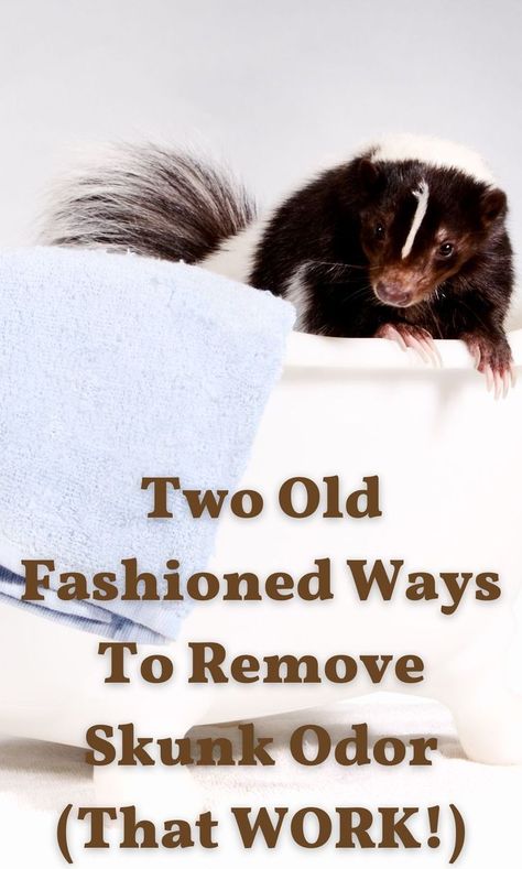 How To Get Skunk Smell Out Of Clothes, Removing Skunk Smell From Dog, Dog Sprayed By Skunk How To Remove, Dog Skunk Remedy, Skunk Smell Out Of Clothes, How To Remove Skunk Smell From House, Get Rid Of Skunk Smell On Dog, Remove Skunk Smell From House, How To Get Rid Of Skunks In Your Yard